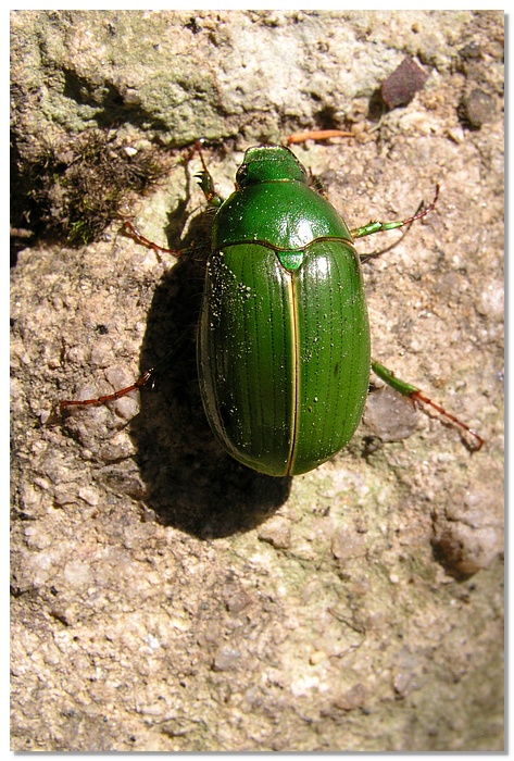 at-bug-10x15.jpg