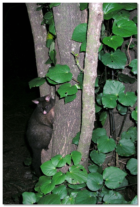 at-possum-10x15.jpg