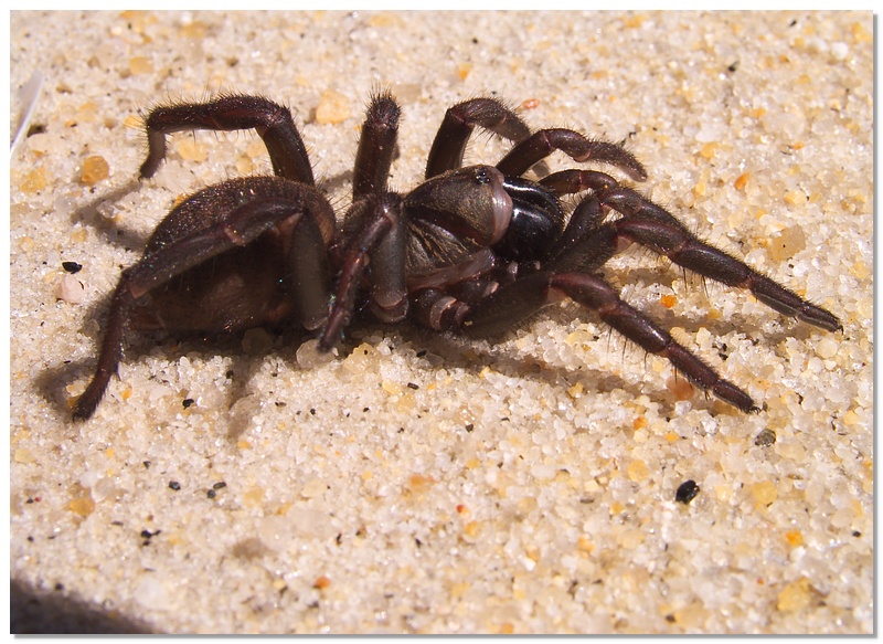 at-spider-13x18.jpg