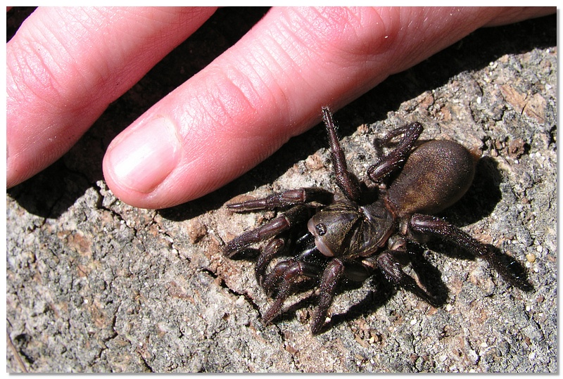 at-spider-size-10x15.jpg
