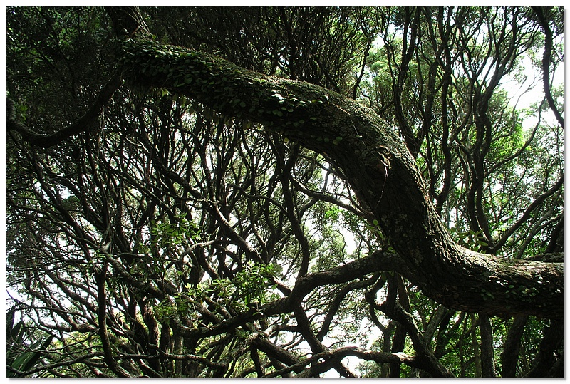 auck-branches-10x15.jpg