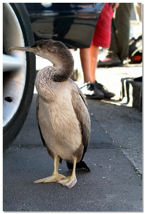 auckland-bird-10x15.jpg