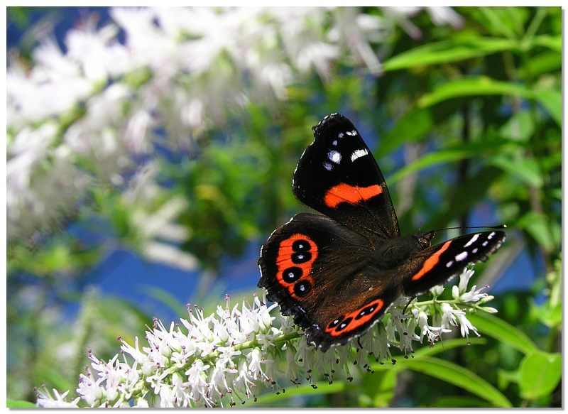 butterfly-13x18.jpg