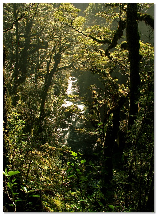 nl-bush-13x18.jpg