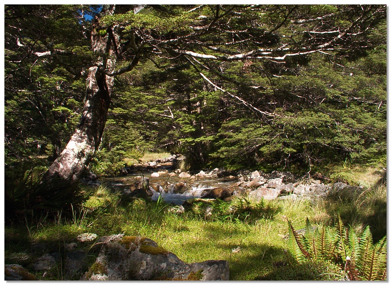 nl-bush2-13x18.jpg