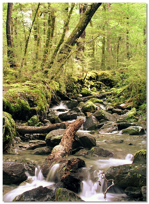 nl-creek2-13x18.jpg