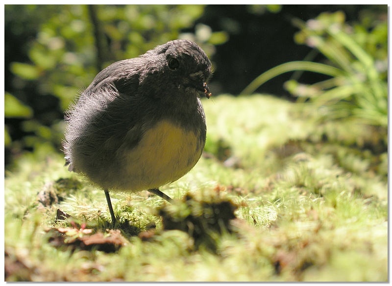 nl-rockwren-13x18.jpg