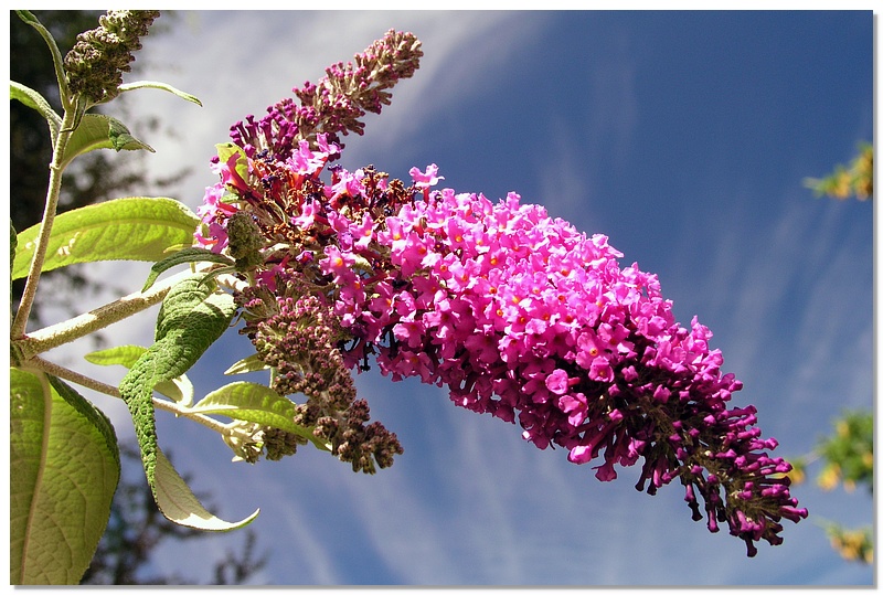 queenstown-flower-10x15.jpg