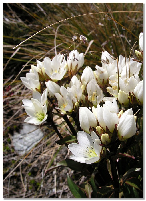 queenstown-flowers2-13x18.jpg