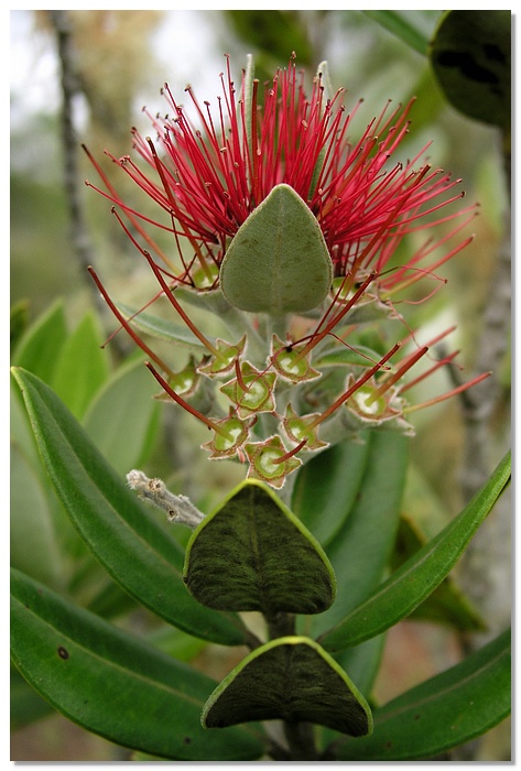 rng-pohutukawa-10x15.jpg