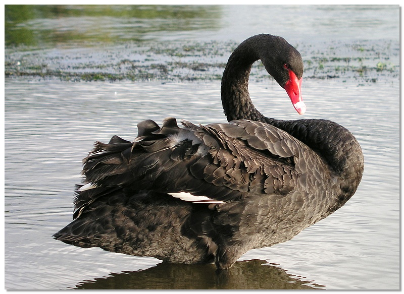 rotorua-blackswan-13x18.jpg