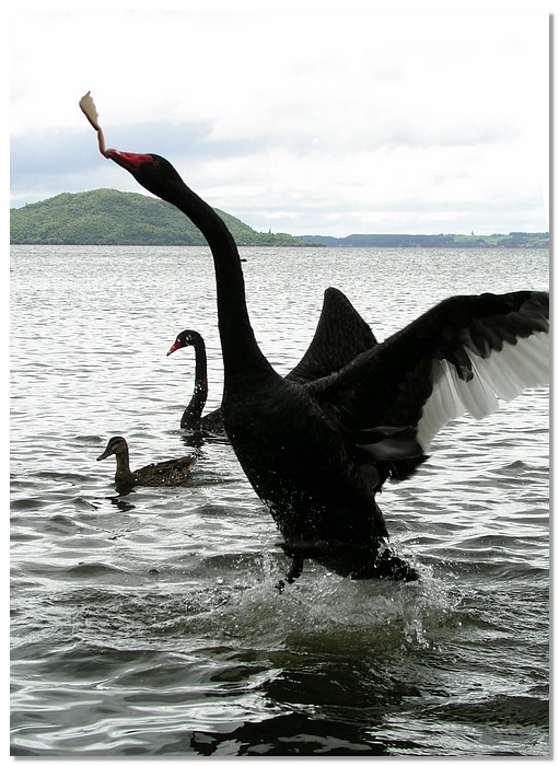 rotorua-blackswan2-13x18.jpg