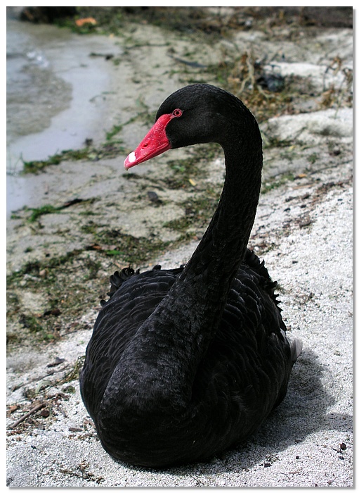 rotorua-blackswan3-13x18.jpg