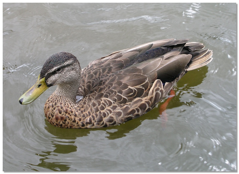 rotorua-duck-13x18.jpg