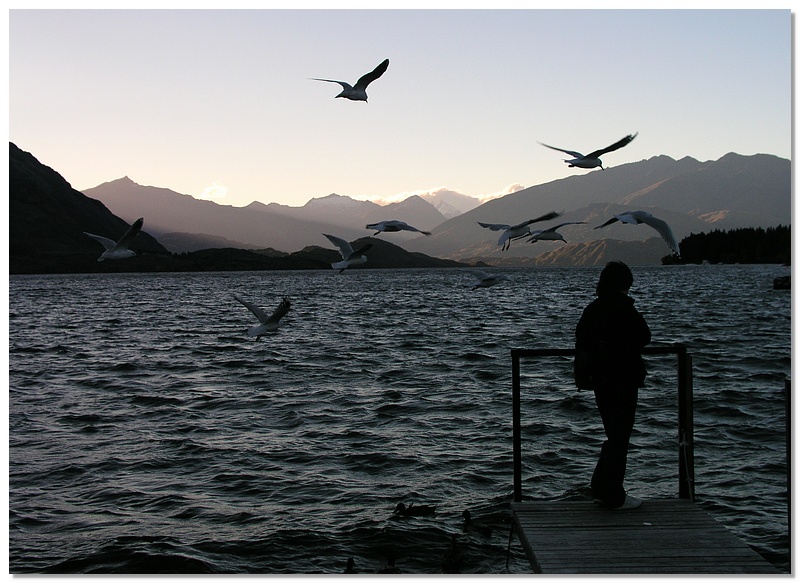 wanaka-seagulls-13x18.jpg