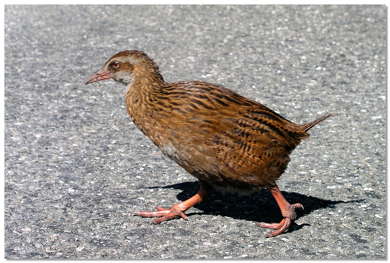 wc-bird-10x15.jpg