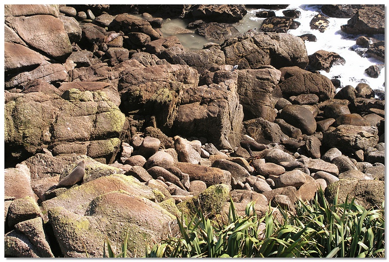 wc-seal-colony-10x15.jpg