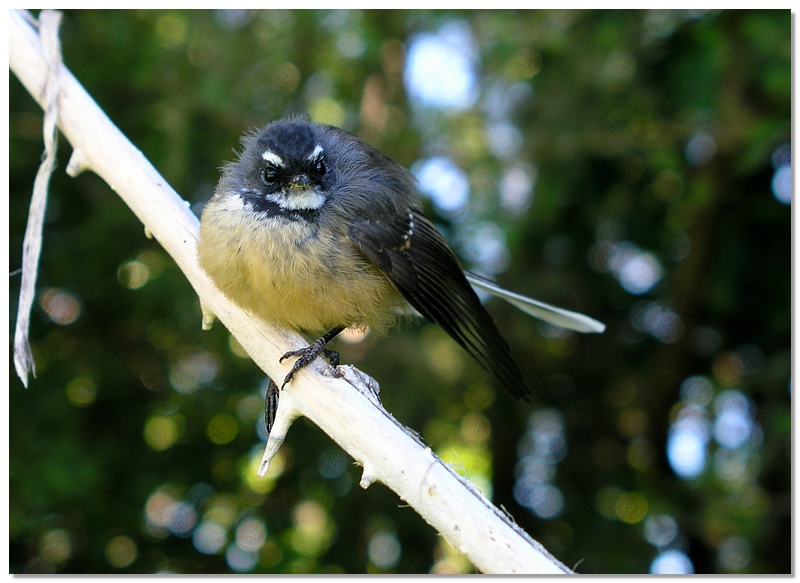 wkrm-fantail-13x18.jpg