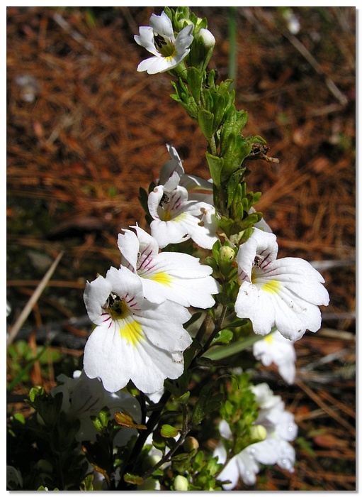 wkrm-flower-13x18.jpg