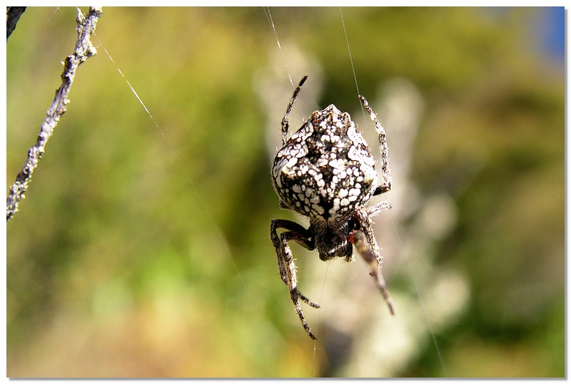 wkrm-spider-10x15.jpg