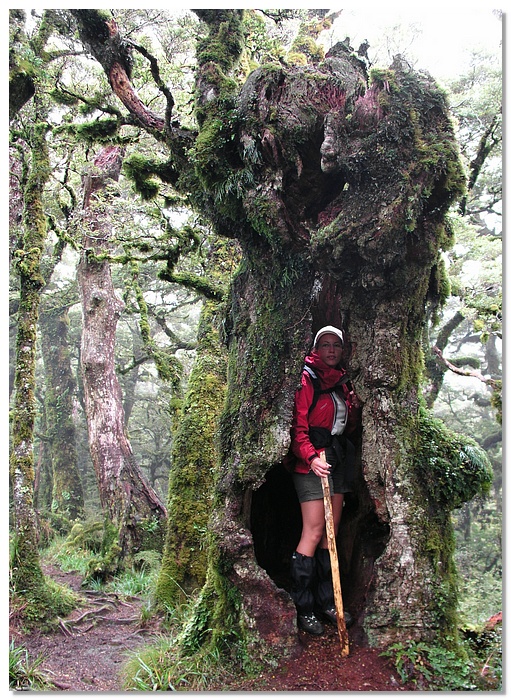 wkrm-tree-13x18.jpg