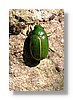 at-bug-10x15.jpg