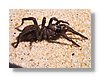 at-spider-13x18.jpg