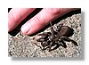 at-spider-size-10x15.jpg