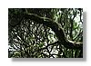 auck-branches-10x15.jpg