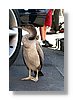 auckland-bird-10x15.jpg