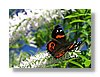 butterfly-13x18.jpg