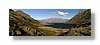 howea2-10x30.jpg