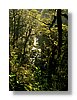 nl-bush-13x18.jpg