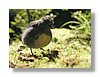 nl-rockwren-13x18.jpg