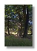 nl-treelovers-10x15.jpg