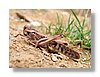 qch-grasshopper-13x18.jpg