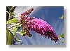 queenstown-flower-10x15.jpg