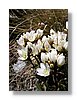 queenstown-flowers2-13x18.jpg