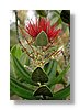 rng-pohutukawa-10x15.jpg