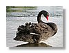 rotorua-blackswan-13x18.jpg