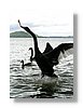 rotorua-blackswan2-13x18.jpg