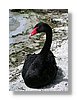 rotorua-blackswan3-13x18.jpg