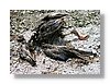 rotorua-dead-duck-13x18.jpg