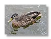 rotorua-duck-13x18.jpg