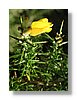 rotorua-flower-13x18.jpg