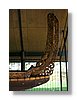 rotorua-waka2-13x18.jpg