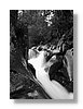 tgr-stream-bw-13x18.jpg