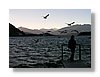 wanaka-seagulls-13x18.jpg