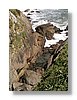 wc-baby-seals-13x18.jpg