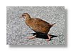 wc-bird-10x15.jpg
